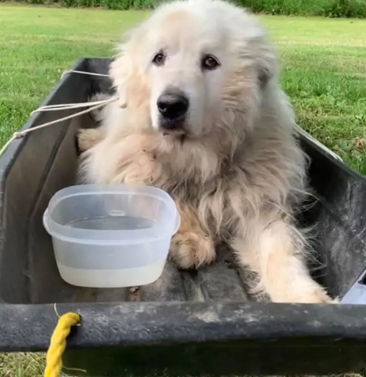 Illustration de l'article : Un chien âgé découvert ligoté dans un traîneau et avec une note déchirante devant la porte d'un refuge 