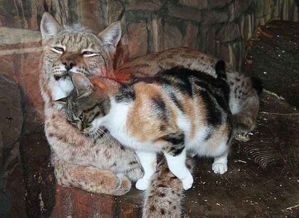 Illustration de l'article : Un chat errant s'introduit dans un zoo et se lie d'amitié avec un lynx (vidéo)