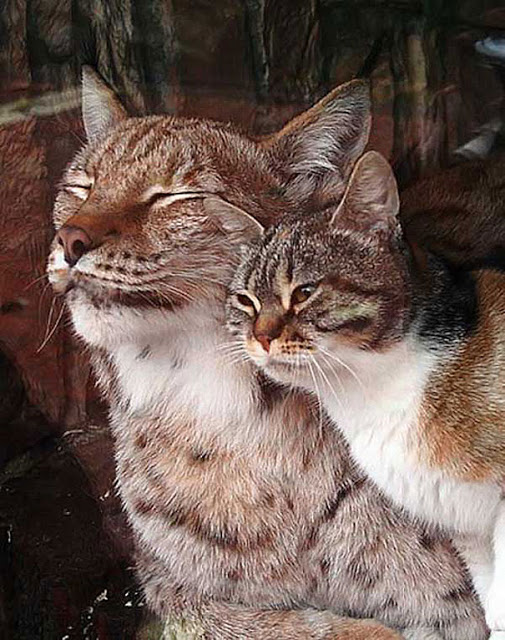 Illustration de l'article : Un chat errant s'introduit dans un zoo et se lie d'amitié avec un lynx (vidéo)