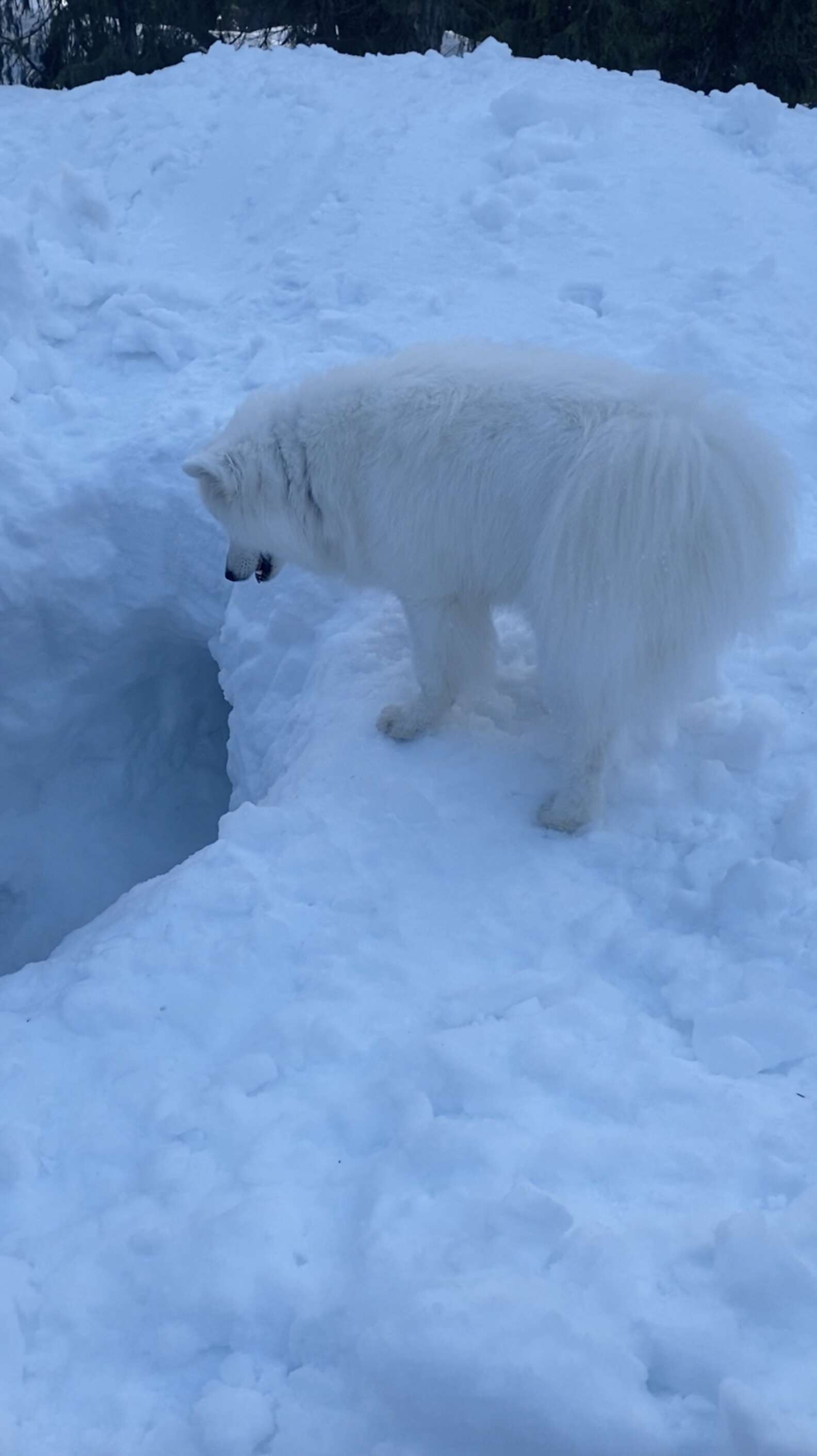 Illustration de l'article : Un chien découvre une grotte enneigée et décide d'en faire sa nouvelle maison ! 