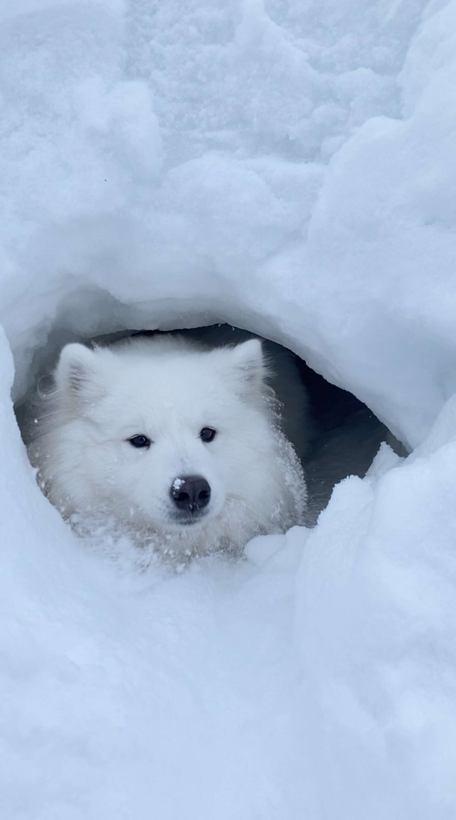 Illustration de l'article : Un chien découvre une grotte enneigée et décide d'en faire sa nouvelle maison ! 