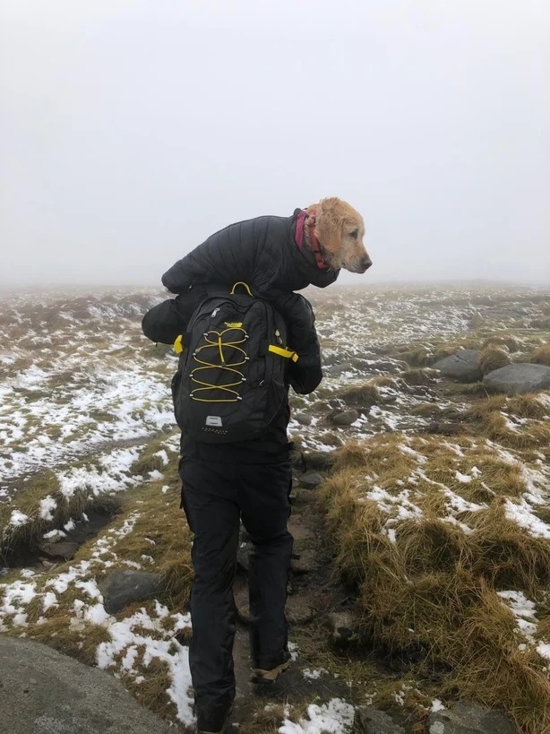 Illustration de l'article : Un chien perdu dans les montagnes pendant 2 semaines survit miraculeusement et retrouve ses propriétaires grâce à un couple de médecins  
