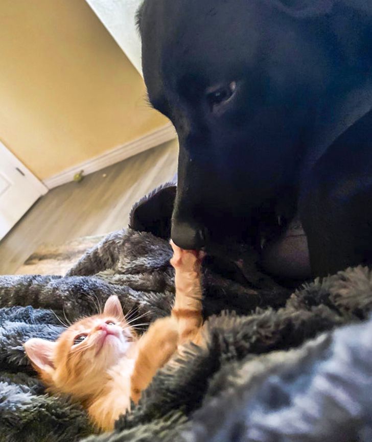 Illustration de l'article : 9 photos d'animaux qui renferment une histoire profonde