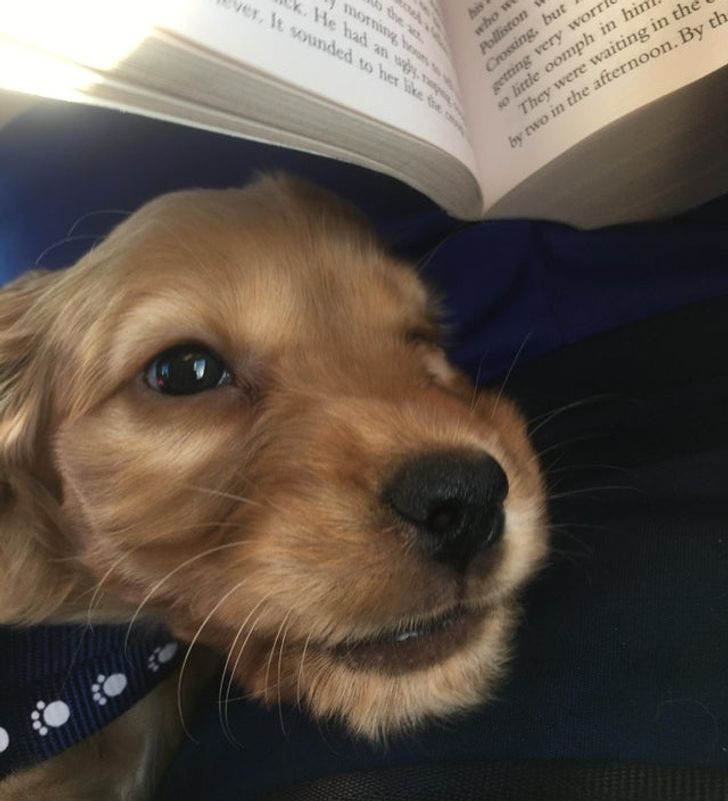 Illustration de l'article : 9 photos d'animaux qui renferment une histoire profonde