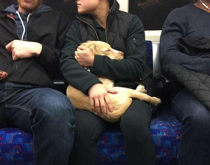 Illustration de l'article : 15 animaux pour qui les transports en commun sont une partie de plaisir