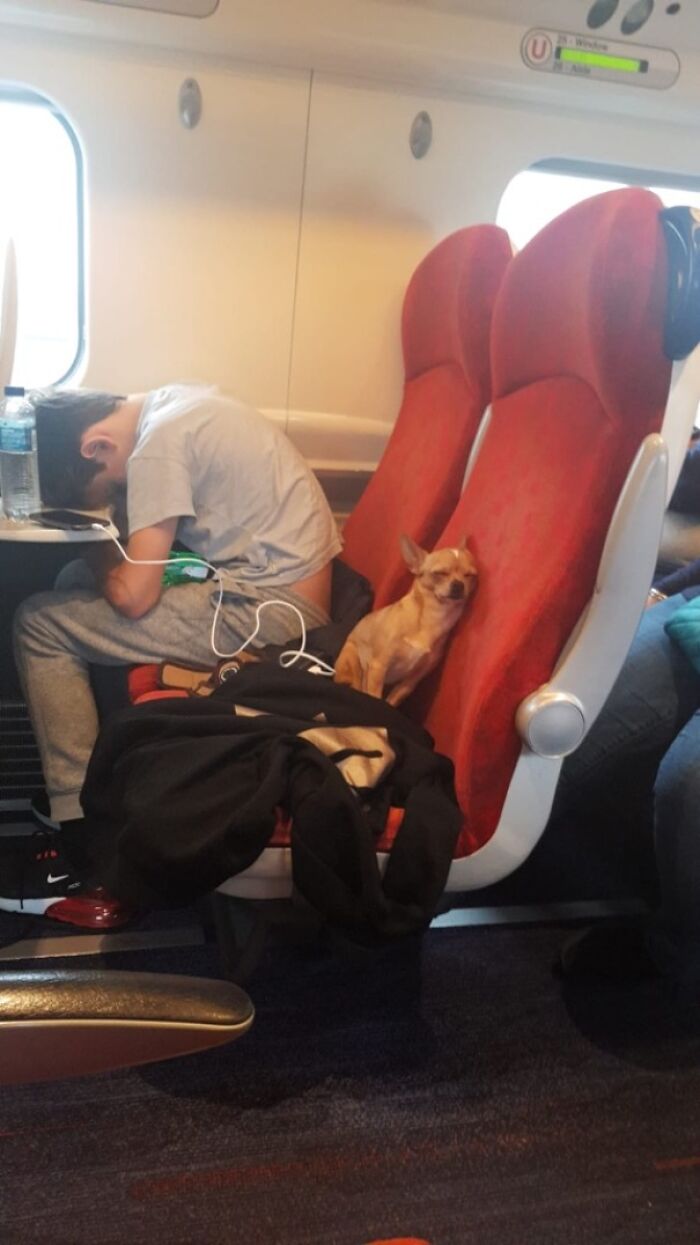 Illustration de l'article : 15 animaux pour qui les transports en commun sont une partie de plaisir