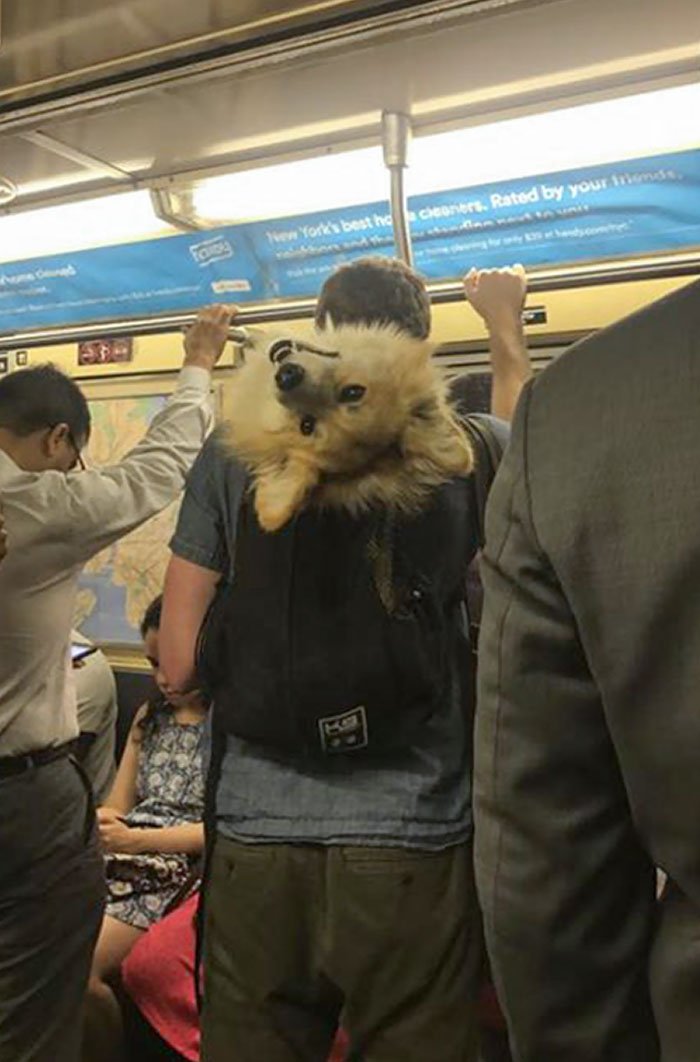 Illustration de l'article : 15 animaux pour qui les transports en commun sont une partie de plaisir
