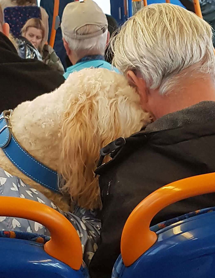 Illustration de l'article : 15 animaux pour qui les transports en commun sont une partie de plaisir