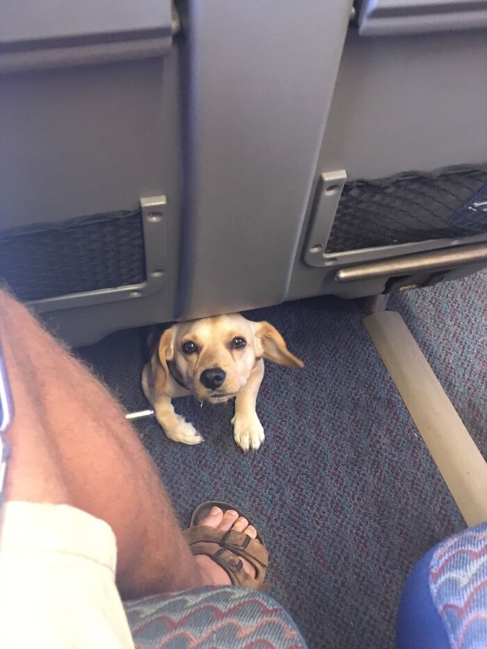 Illustration de l'article : 15 animaux pour qui les transports en commun sont une partie de plaisir