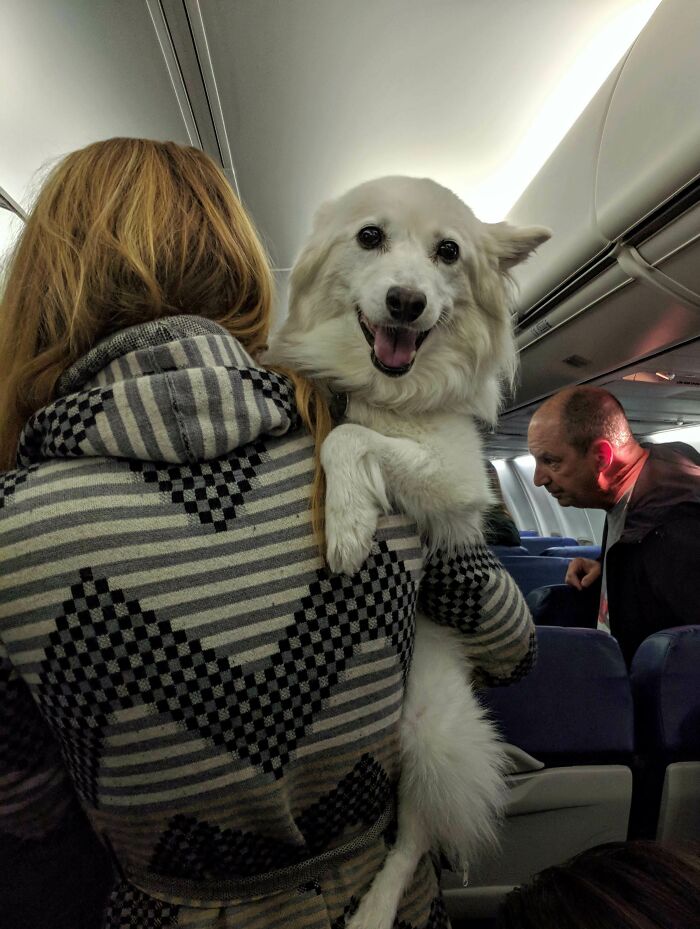 Illustration de l'article : 15 animaux pour qui les transports en commun sont une partie de plaisir