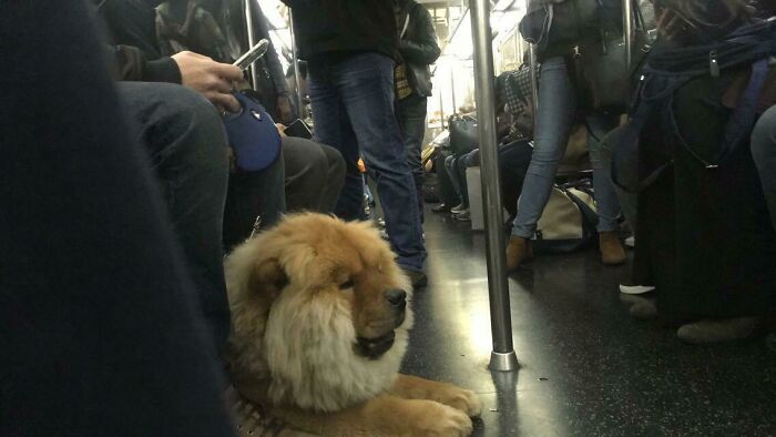 Illustration de l'article : 15 animaux pour qui les transports en commun sont une partie de plaisir