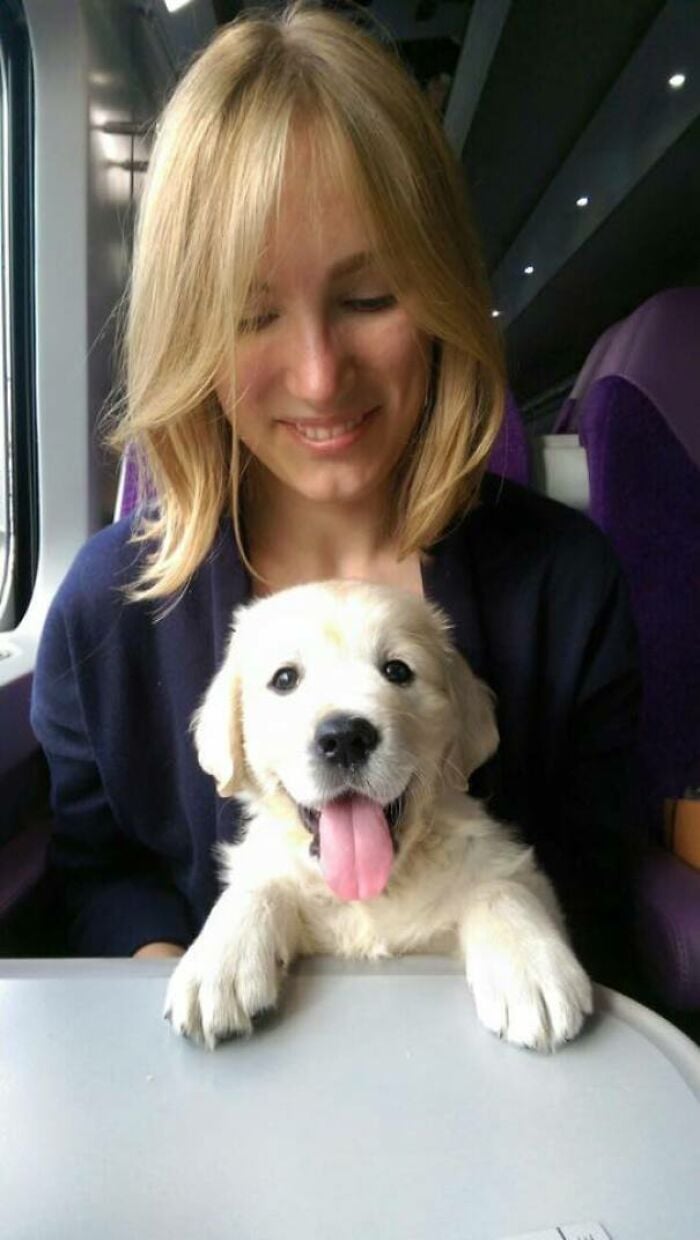 Illustration de l'article : 15 animaux pour qui les transports en commun sont une partie de plaisir