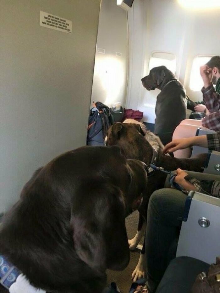 Illustration de l'article : 15 animaux pour qui les transports en commun sont une partie de plaisir