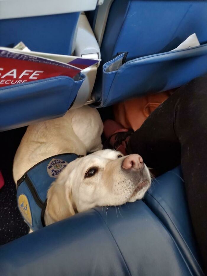 Illustration de l'article : 15 animaux pour qui les transports en commun sont une partie de plaisir
