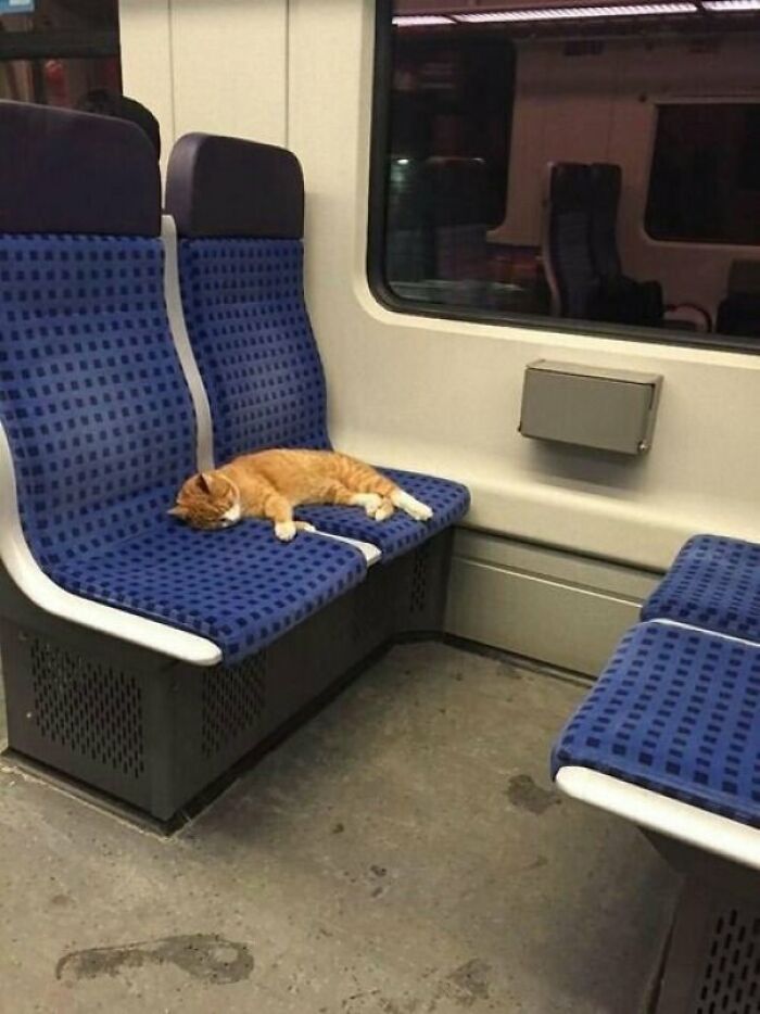 Illustration de l'article : 15 animaux pour qui les transports en commun sont une partie de plaisir