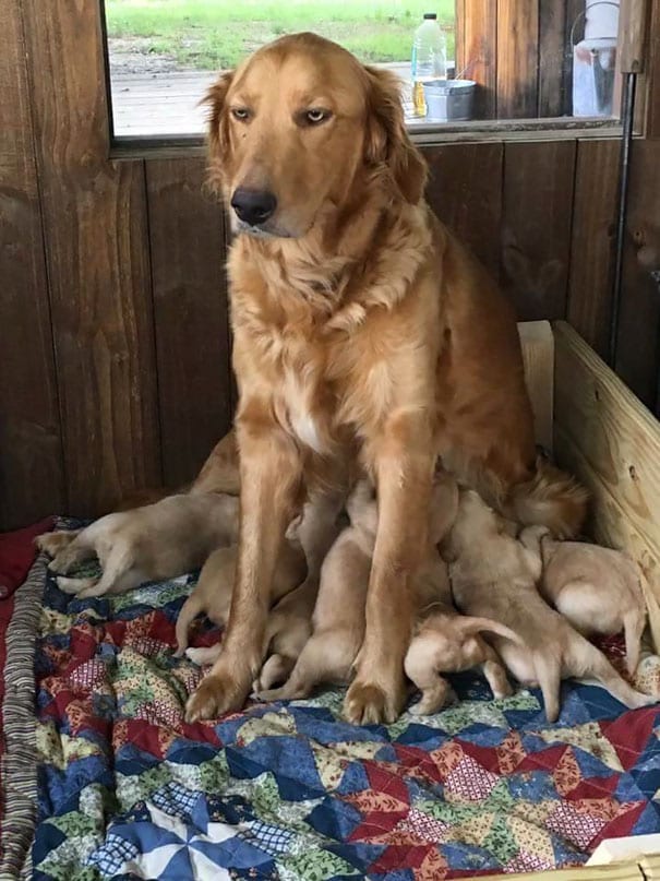 Illustration de l'article : 16 photos qui illustrent toute la force et le courage des mamans chiens