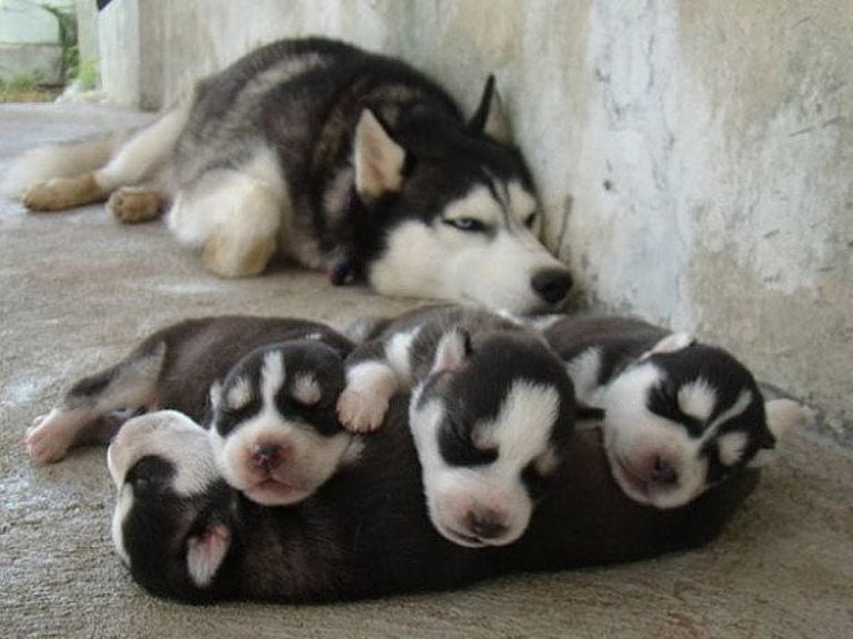 Illustration de l'article : 16 photos qui illustrent toute la force et le courage des mamans chiens