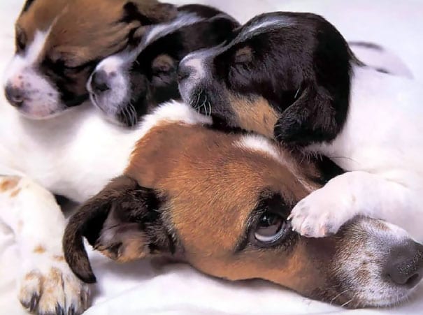 Illustration de l'article : 16 photos qui illustrent toute la force et le courage des mamans chiens