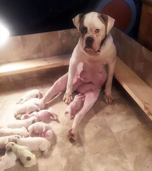 Illustration de l'article : 16 photos qui illustrent toute la force et le courage des mamans chiens