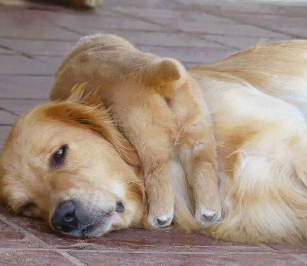 Illustration de l'article : 16 photos qui illustrent toute la force et le courage des mamans chiens