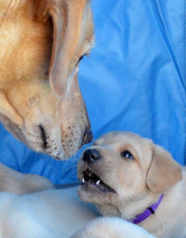 Illustration de l'article : 16 photos qui illustrent toute la force et le courage des mamans chiens