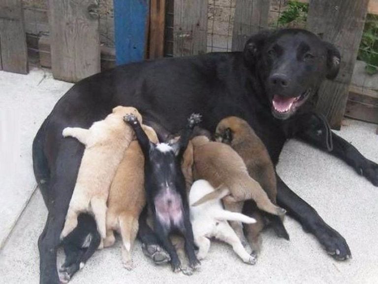 Illustration de l'article : 16 photos qui illustrent toute la force et le courage des mamans chiens