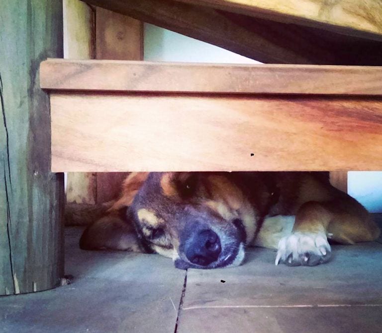 Illustration de l'article : 16 photos qui illustrent toute la force et le courage des mamans chiens