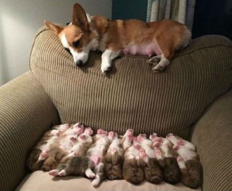 Illustration de l'article : 16 photos qui illustrent toute la force et le courage des mamans chiens