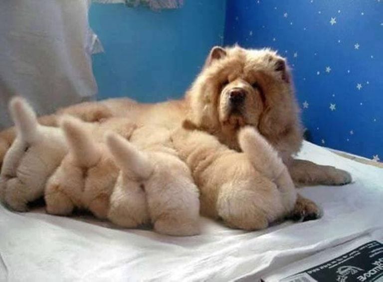 Illustration de l'article : 16 photos qui illustrent toute la force et le courage des mamans chiens