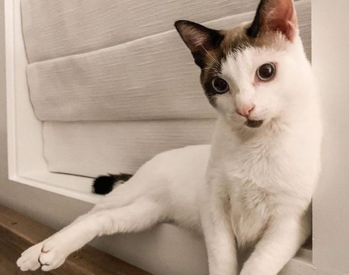 Illustration de l'article : Ce chaton aux grands yeux bleus, rejeté à la naissance, a été sauvé et adopté