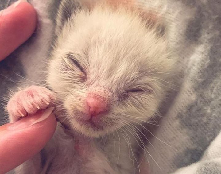 Illustration de l'article : Ce chaton aux grands yeux bleus, rejeté à la naissance, a été sauvé et adopté