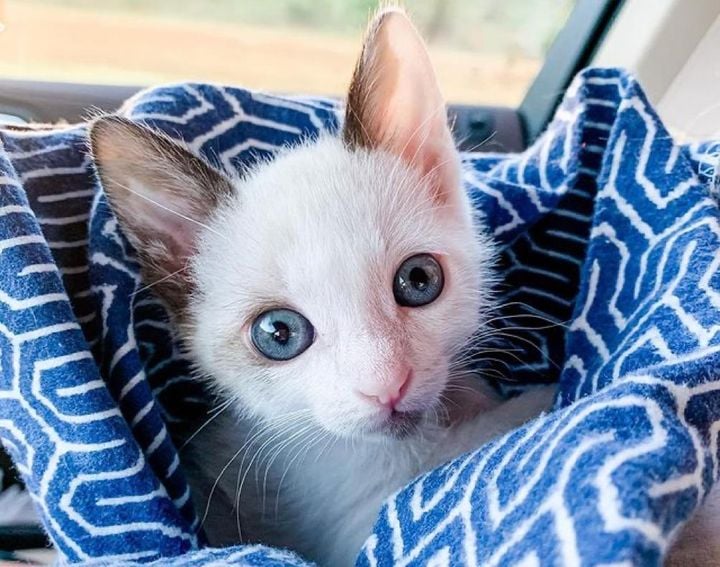Illustration de l'article : Ce chaton aux grands yeux bleus, rejeté à la naissance, a été sauvé et adopté