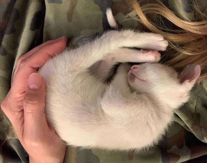 Illustration de l'article : Ce chaton aux grands yeux bleus, rejeté à la naissance, a été sauvé et adopté
