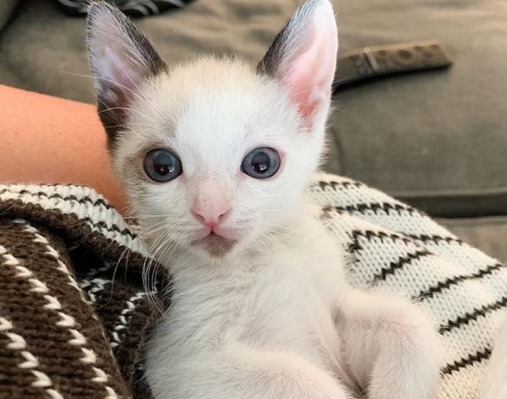 Illustration de l'article : Ce chaton aux grands yeux bleus, rejeté à la naissance, a été sauvé et adopté