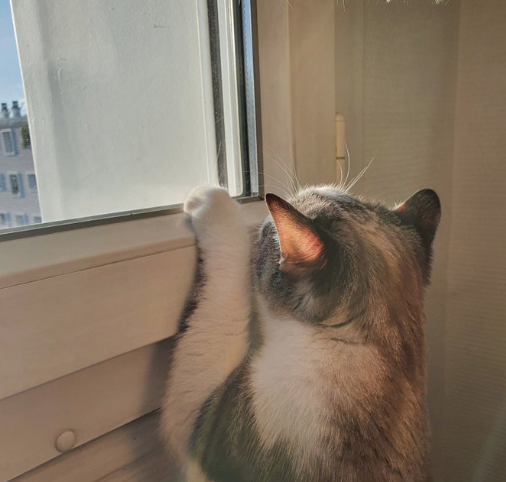 Illustration de l'article : 20 animaux qui passent leurs journées à surveiller les voisins pour connaître les derniers ragots du quartier