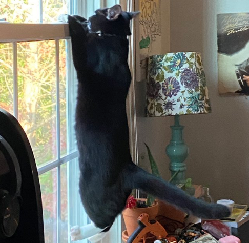 Illustration de l'article : 20 animaux qui passent leurs journées à surveiller les voisins pour connaître les derniers ragots du quartier
