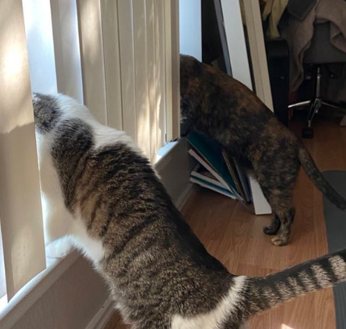 Illustration de l'article : 20 animaux qui passent leurs journées à surveiller les voisins pour connaître les derniers ragots du quartier
