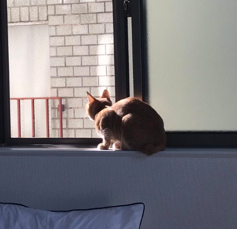 Illustration de l'article : 20 animaux qui passent leurs journées à surveiller les voisins pour connaître les derniers ragots du quartier