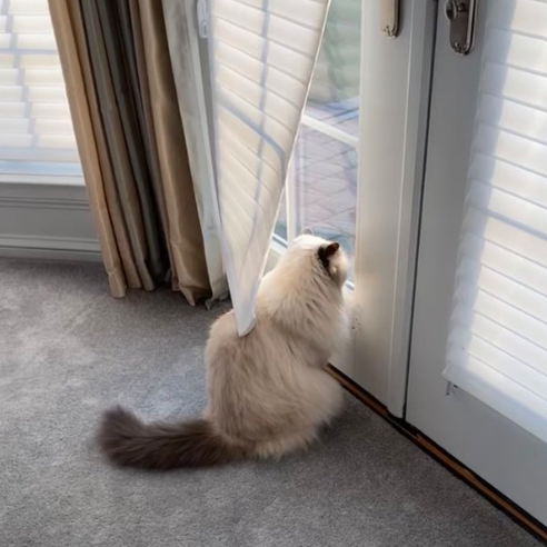 Illustration de l'article : 20 animaux qui passent leurs journées à surveiller les voisins pour connaître les derniers ragots du quartier