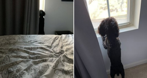 Illustration de l'article : 20 animaux qui passent leurs journées à surveiller les voisins pour connaître les derniers ragots du quartier