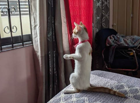 Illustration de l'article : 20 animaux qui passent leurs journées à surveiller les voisins pour connaître les derniers ragots du quartier