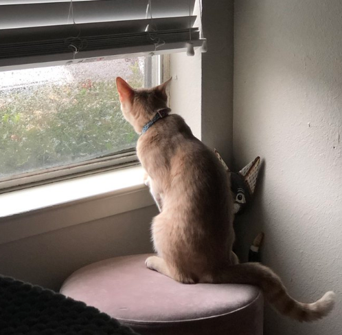 Illustration de l'article : 20 animaux qui passent leurs journées à surveiller les voisins pour connaître les derniers ragots du quartier