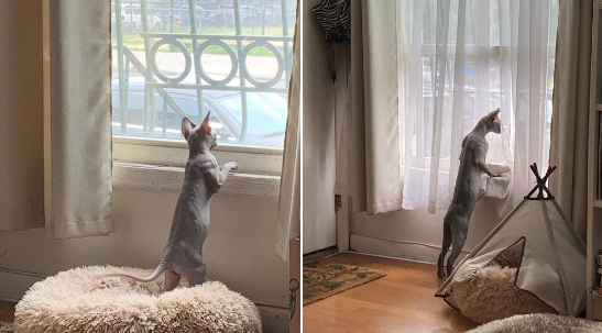 Illustration de l'article : 20 animaux qui passent leurs journées à surveiller les voisins pour connaître les derniers ragots du quartier