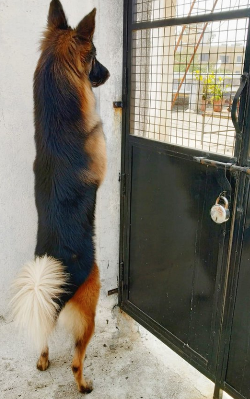 Illustration de l'article : 20 animaux qui passent leurs journées à surveiller les voisins pour connaître les derniers ragots du quartier