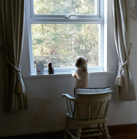 Illustration de l'article : 20 animaux qui passent leurs journées à surveiller les voisins pour connaître les derniers ragots du quartier