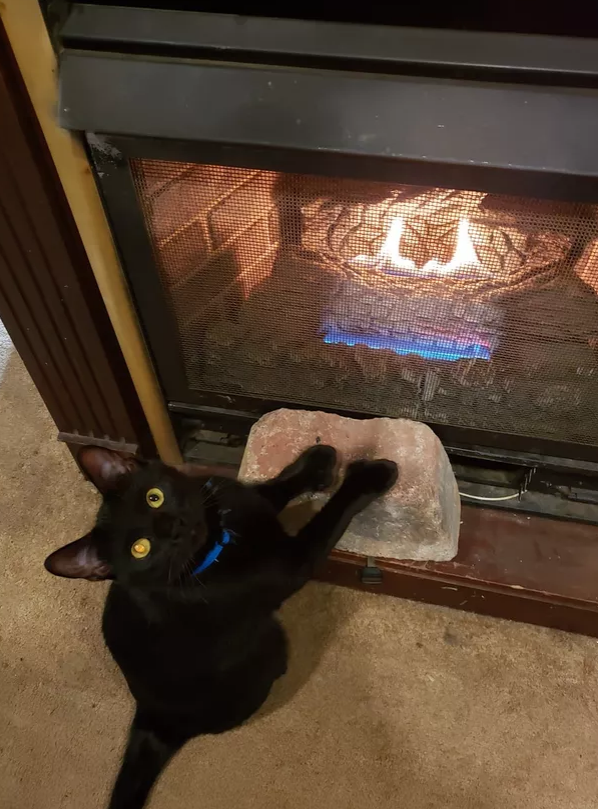 15 Chats Qui Savent Parfaitement Comment Faire Une Demande En Bonne Et Due Forme