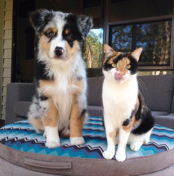 Drôle Mignon Chien Berger Australien Bleu Merle Avec Peluche Coeur.