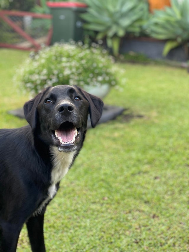 Illustration de l'article : 15 chiens aux sourires charmants qui illumineront votre journée