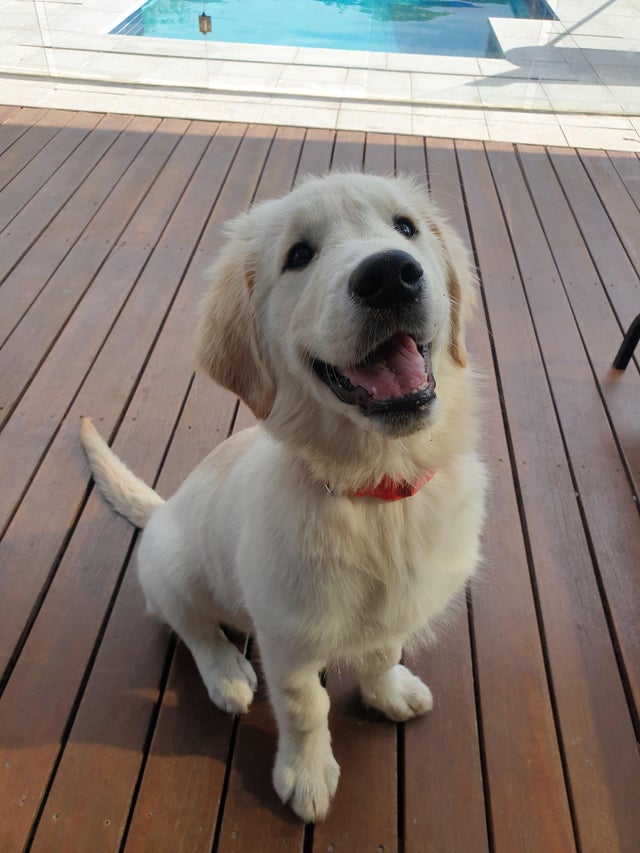 Illustration de l'article : 15 chiens aux sourires charmants qui illumineront votre journée