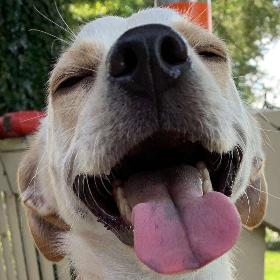 Illustration de l'article : 15 chiens aux sourires charmants qui illumineront votre journée